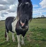 Profilbild Crissy
