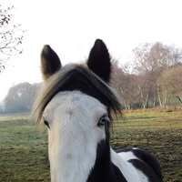 Profilbild