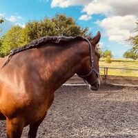 Profilbild KaltblutLiebe🐎💕