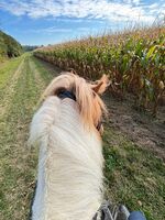 Profilbild Annalena Ippolito