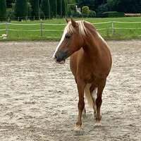 Profilbild