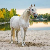 Profilbild Verkaufe für eine Freundin