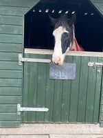 Profilbild Jake Buchanan